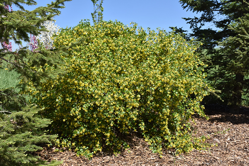 Golden Flowering Currant (Ribes aureum) at Landon's Greenhouse