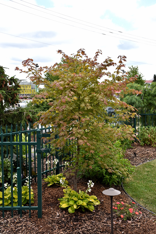 North Wind Japanese Maple (Acer 'IsINW') at Landon's Greenhouse