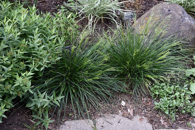Golden Dew Tufted Hair Grass (Deschampsia cespitosa 'Goldtau') at Landon's Greenhouse