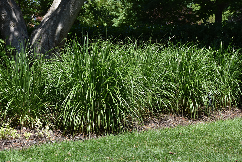 Korean Reed Grass (Calamagrostis brachytricha) at Landon's Greenhouse