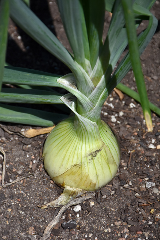 Walla Walla Onion (Allium cepa 'Walla Walla') at Landon's Greenhouse