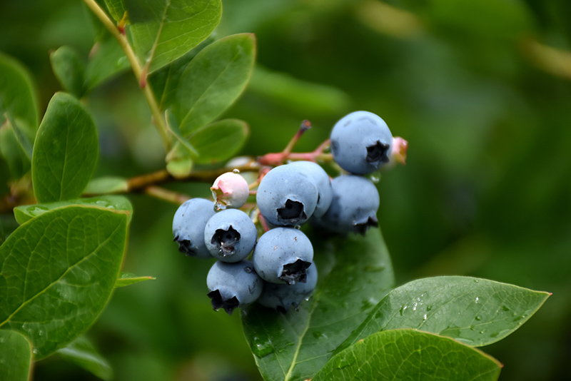 Northcountry Blueberry (Vaccinium 'Northcountry') at Landon's Greenhouse