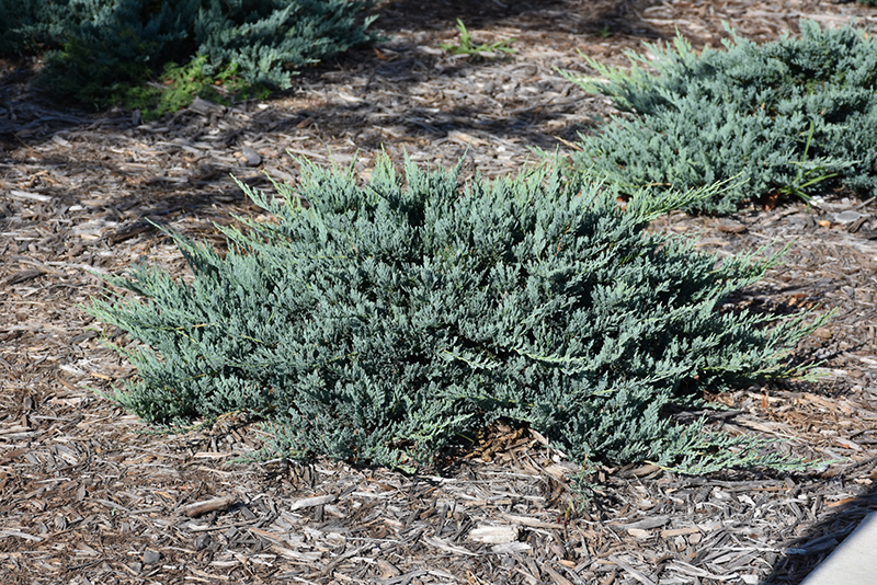 Blue Chip Juniper (Juniperus horizontalis 'Blue Chip') at Landon's Greenhouse