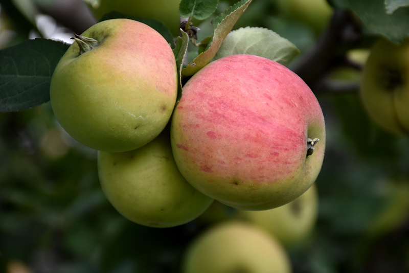 Norland Apple (Malus 'Norland') at Landon's Greenhouse