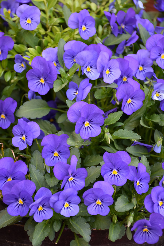 Sorbet True Blue Pansy (Viola 'Sorbet True Blue') at Landon's Greenhouse