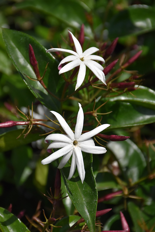 Star Jasmine (Jasminum multiflorum) at Landon's Greenhouse