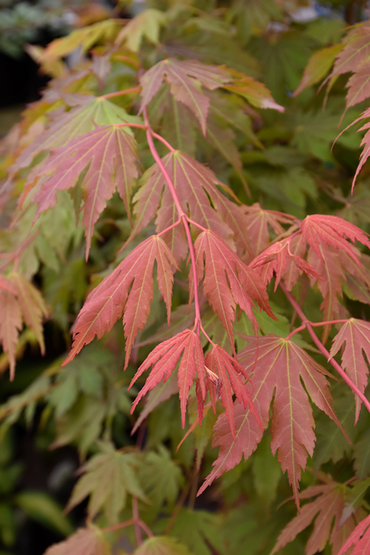 North Wind Japanese Maple (Acer 'IsINW') at Landon's Greenhouse