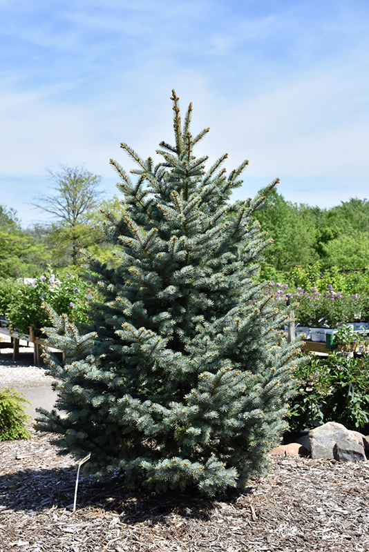 Bakeri Blue Spruce (Picea pungens 'Bakeri') at Landon's Greenhouse