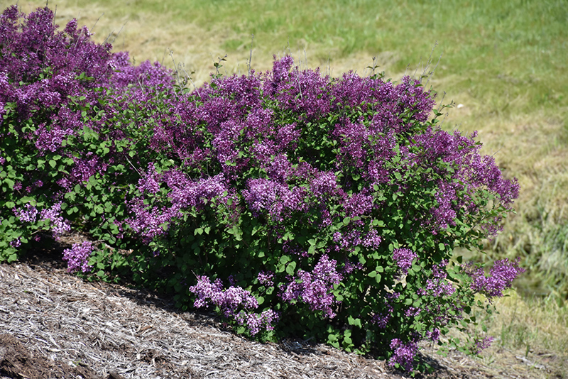 Bloomerang Dark Purple Lilac (Syringa 'SMSJBP7') at Landon's Greenhouse