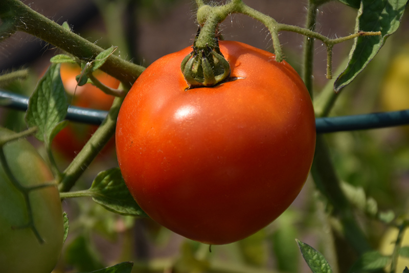 Better Boy Tomato (Solanum lycopersicum 'Better Boy') at Landon's Greenhouse