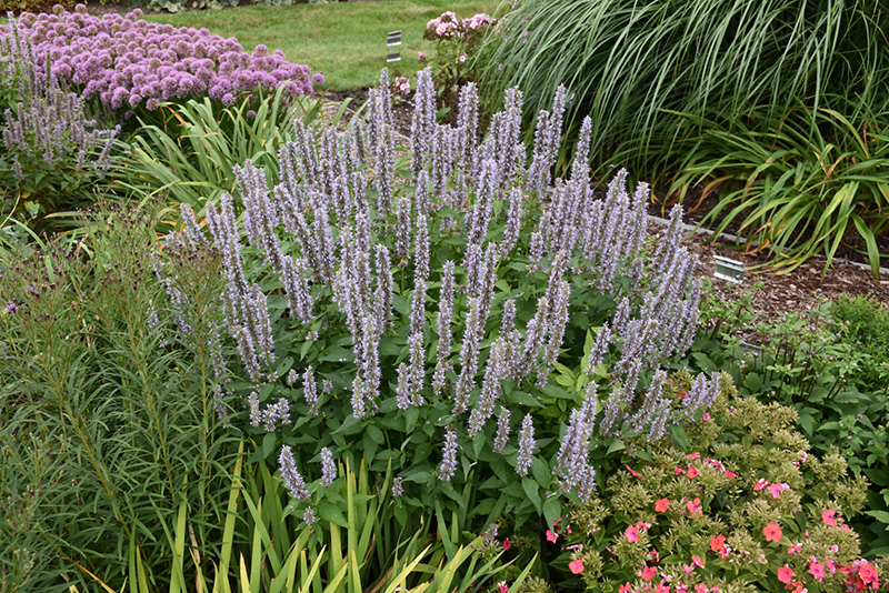 Blue Fortune Anise Hyssop (Agastache 'Blue Fortune') at Landon's Greenhouse