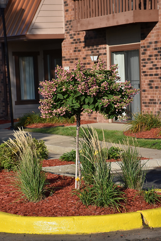 Quick Fire Hydrangea (tree form) (Hydrangea paniculata 'Bulk') at Landon's Greenhouse