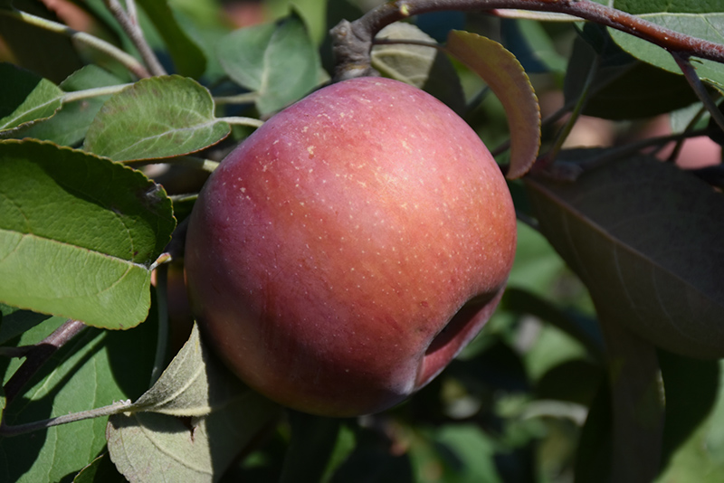 SnowSweet Apple (Malus 'Wildung') at Landon's Greenhouse