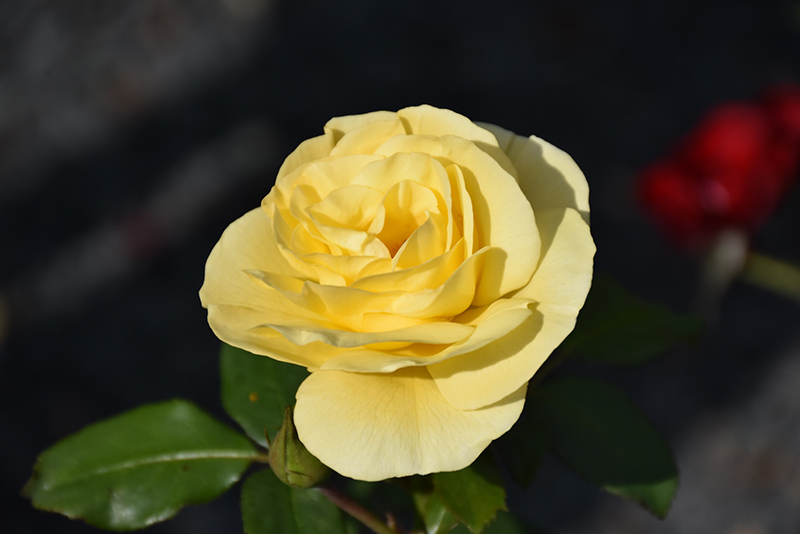 High Voltage Rose (Rosa 'BAIage') at Landon's Greenhouse
