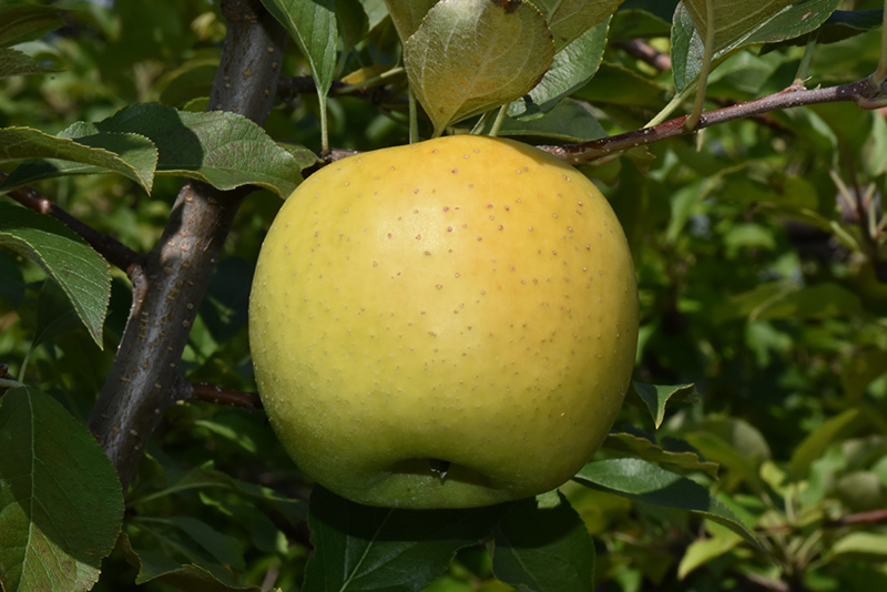 Yellow Transparent Apple (Malus 'Yellow Transparent') at Landon's Greenhouse