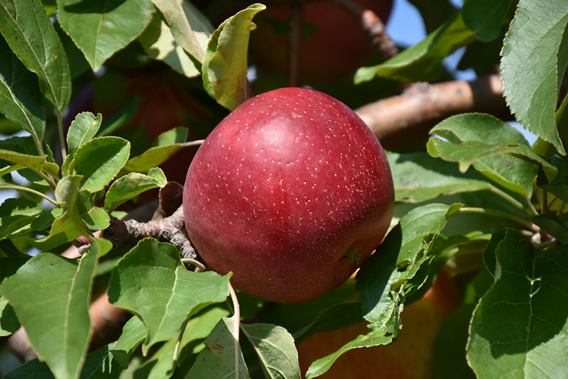 Haralred Apple (Malus 'Haralred') at Landon's Greenhouse