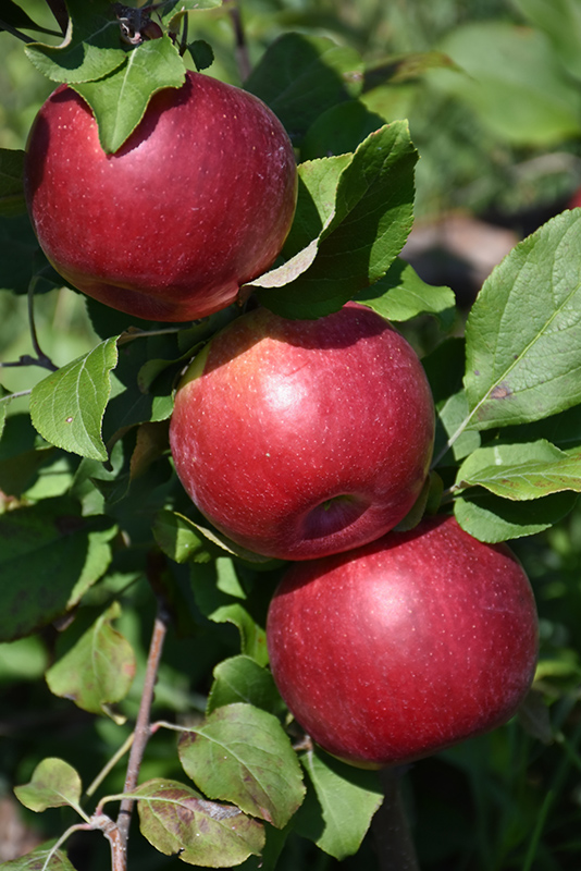 Hazen Apple (Malus 'Hazen') at Landon's Greenhouse
