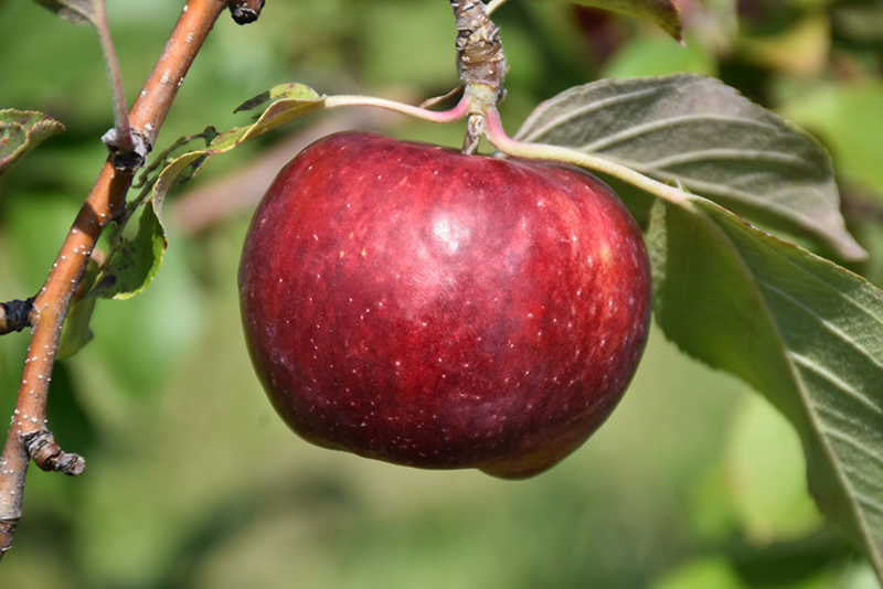 Frostbite Apple (Malus 'MN 447') at Landon's Greenhouse