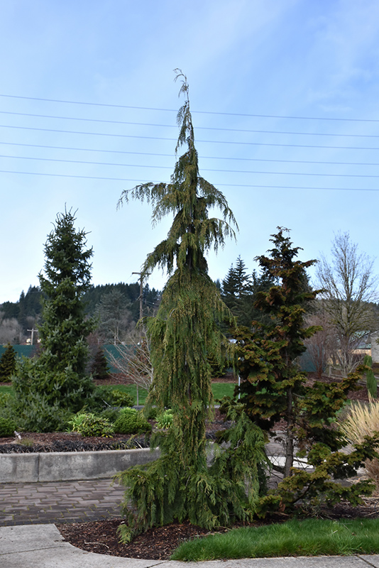 Weeping Nootka Cypress (Chamaecyparis nootkatensis 'Pendula') at Landon's Greenhouse