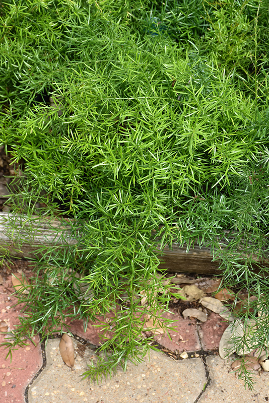 Sprengeri Asparagus Fern (Asparagus densiflorus 'Sprengeri') at Landon's Greenhouse