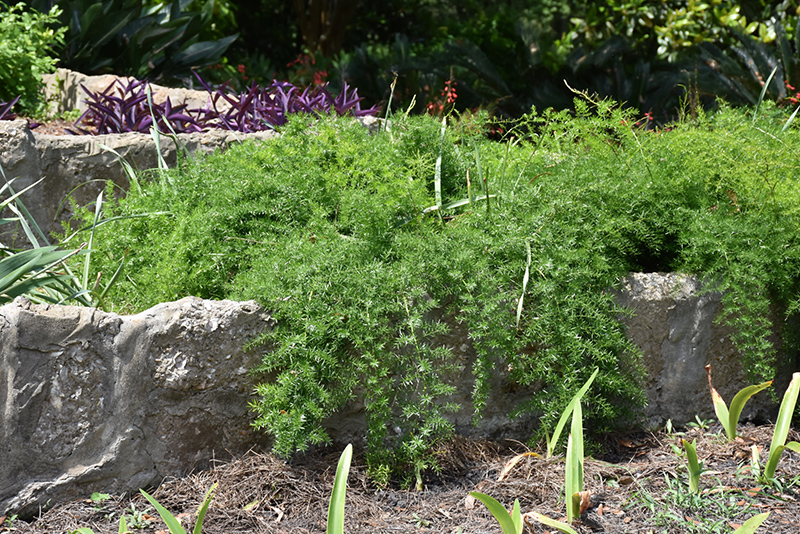 Sprengeri Asparagus Fern (Asparagus densiflorus 'Sprengeri') at Landon's Greenhouse