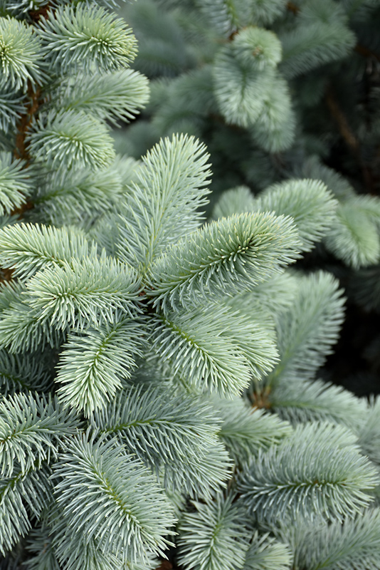 Hoopsii Blue Spruce (Picea pungens 'Hoopsii') at Landon's Greenhouse