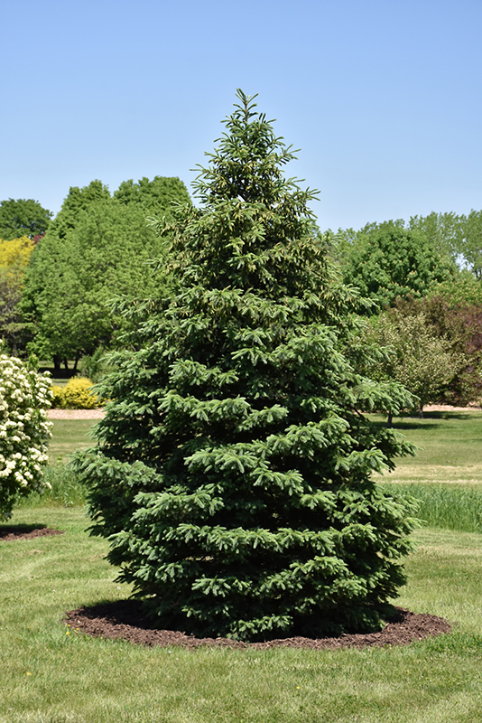 Black Hills Spruce (Picea glauca 'Densata') at Landon's Greenhouse