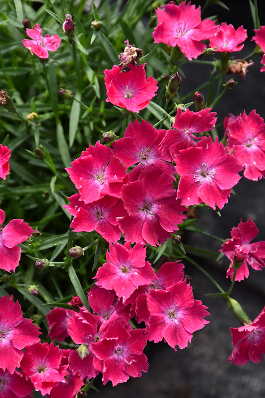 Kahori Scarlet Pinks (Dianthus 'Kahori Scarlet') at Landon's Greenhouse