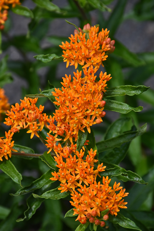 Butterfly Weed (Asclepias tuberosa) at Landon's Greenhouse