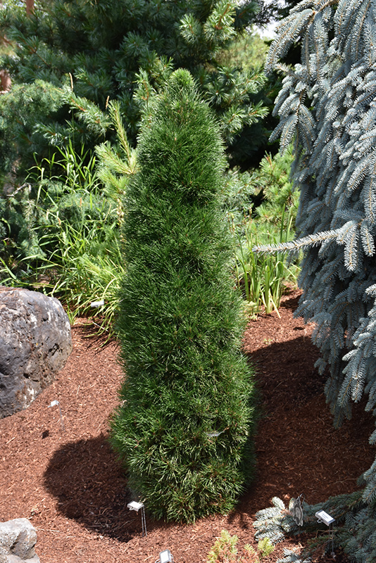 Green Penguin Scotch Pine (Pinus sylvestris 'Green Penguin') at Landon's Greenhouse