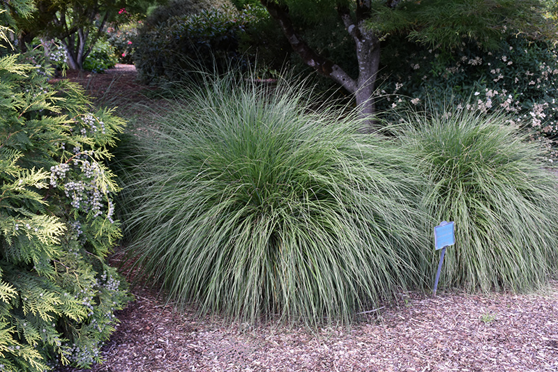 Hameln Dwarf Fountain Grass (Pennisetum alopecuroides 'Hameln') at Landon's Greenhouse
