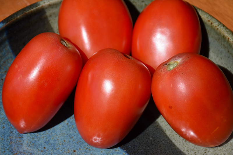 Amish Paste Tomato (Solanum lycopersicum 'Amish Paste') at Landon's Greenhouse