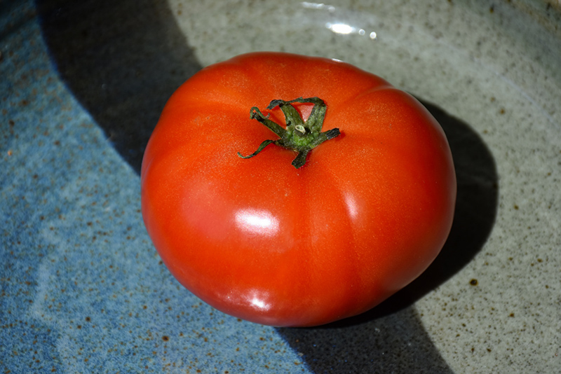 Super Fantastic Tomato (Solanum lycopersicum 'Super Fantastic') at Landon's Greenhouse