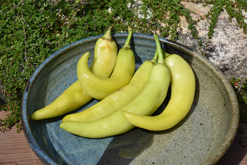 Sweet Banana Pepper (Capsicum annuum 'Sweet Banana') at Landon's Greenhouse