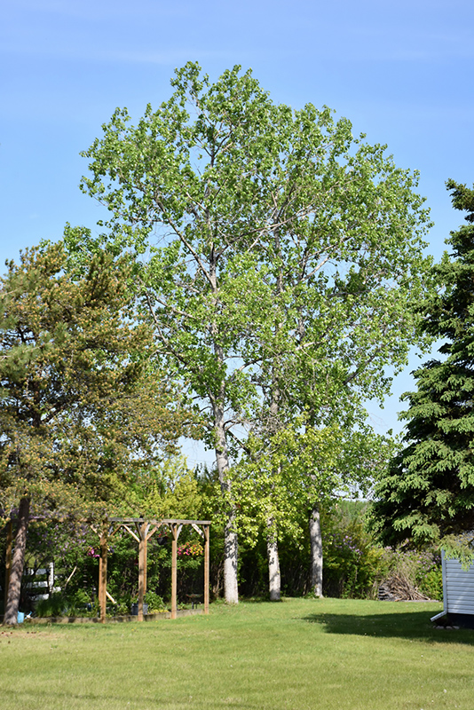Jeronimus Plains Cottonwood (Populus deltoides 'Jeronimus') at Landon's Greenhouse