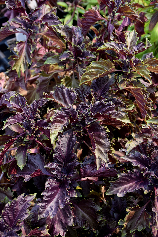 Purple Ruffles Basil (Ocimum basilicum 'Purple Ruffles') at Landon's Greenhouse