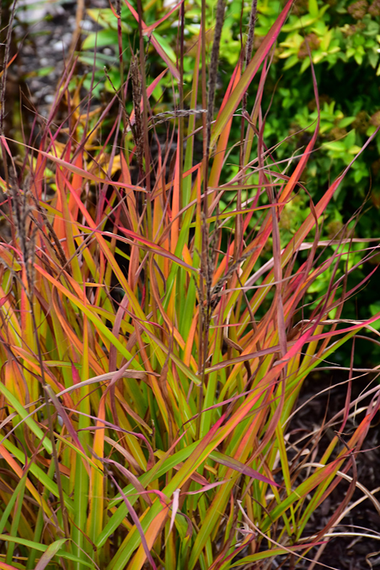 Flame Grass (Miscanthus sinensis 'Purpurascens') at Landon's Greenhouse