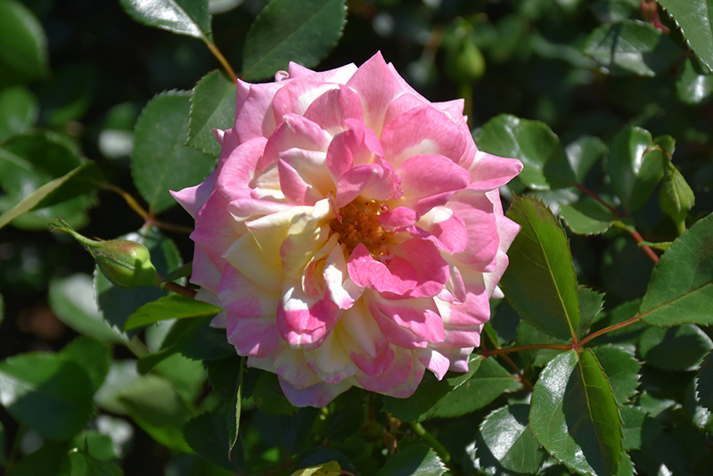Music Box Rose (Rosa 'BAIbox') at Landon's Greenhouse
