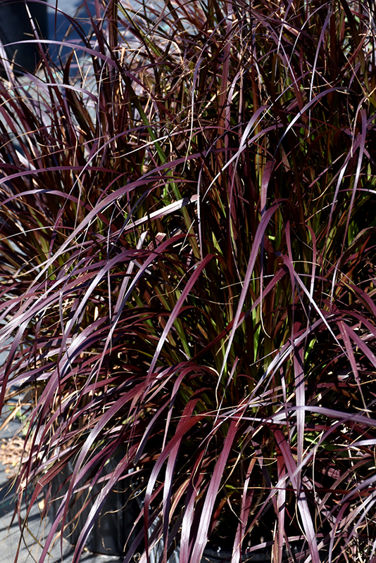 Purple Fountain Grass (Pennisetum setaceum 'Rubrum') at Landon's Greenhouse