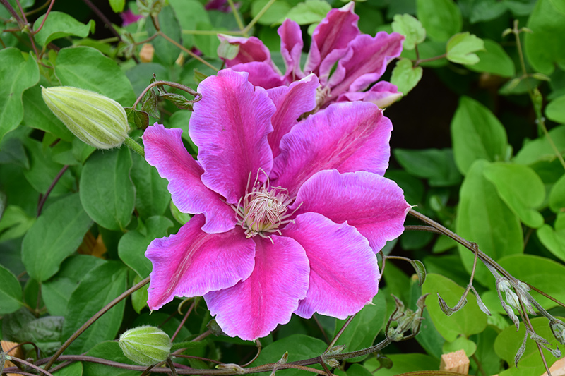 Dr. Ruppel Clematis (Clematis 'Dr. Ruppel') at Landon's Greenhouse