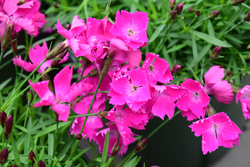 Kahori Pink Pinks (Dianthus 'Kahori Pink') at Landon's Greenhouse