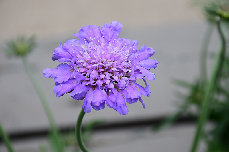 Butterfly Blue Pincushion Flower (Scabiosa 'Butterfly Blue') at Landon's Greenhouse
