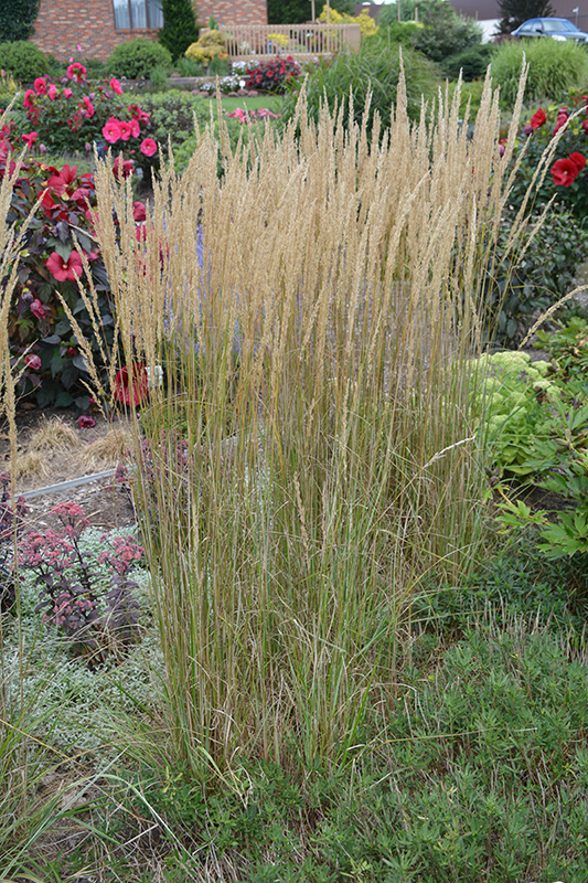 El Dorado Feather Reed Grass (Calamagrostis x acutiflora 'El Dorado') at Landon's Greenhouse