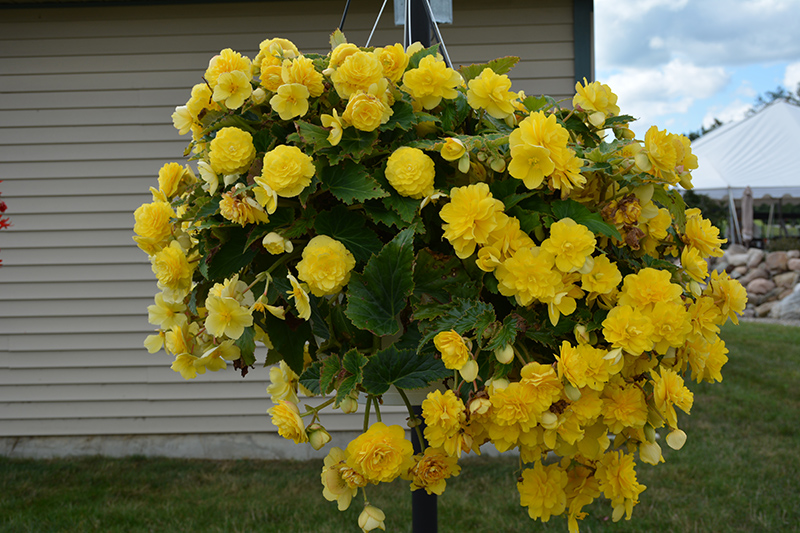 Nonstop Joy Yellow Begonia (Begonia 'Nonstop Joy Yellow') at Landon's Greenhouse