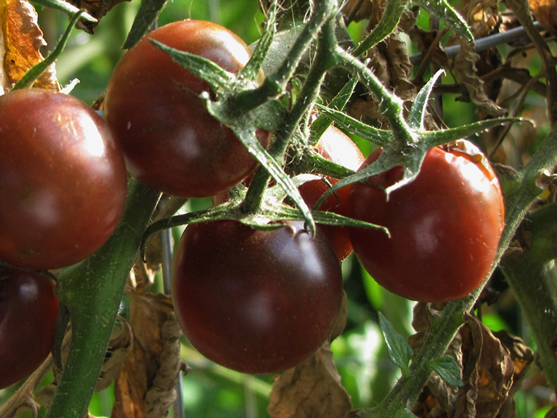 Black Cherry Tomato (Solanum lycopersicum 'Black Cherry') at Landon's Greenhouse