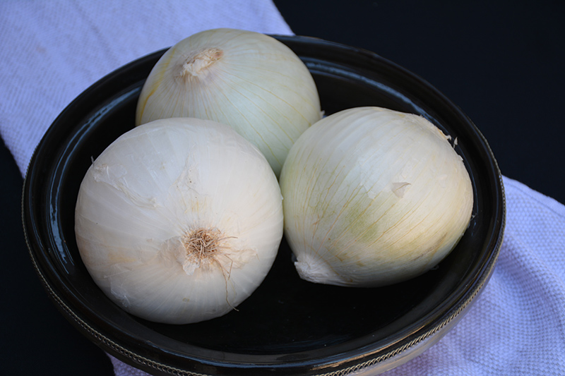 White Sweet Spanish Onion (Allium cepa 'White Sweet Spanish') at Landon's Greenhouse