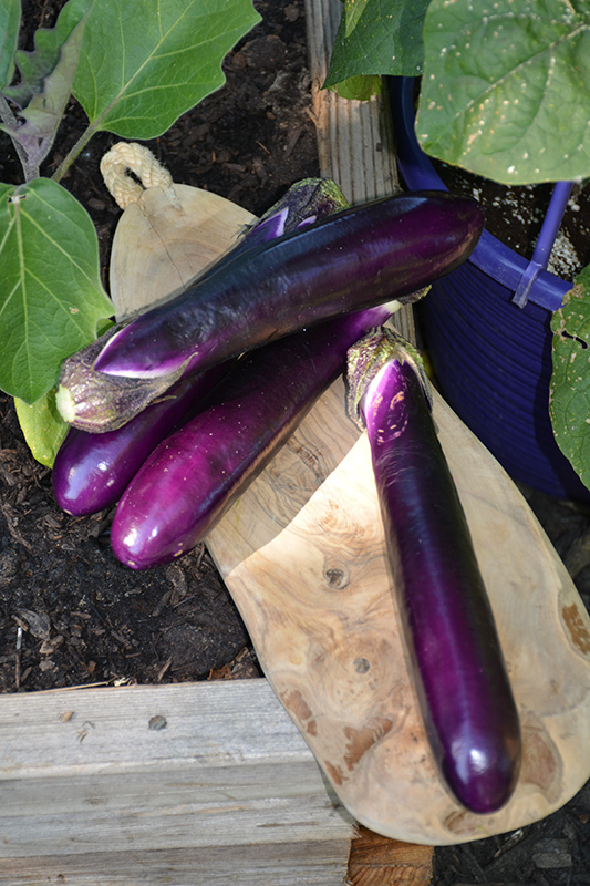 Millionaire Eggplant (Solanum melongena 'Millionaire') at Landon's Greenhouse