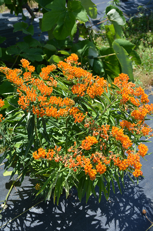 Butterfly Weed (Asclepias tuberosa) at Landon's Greenhouse