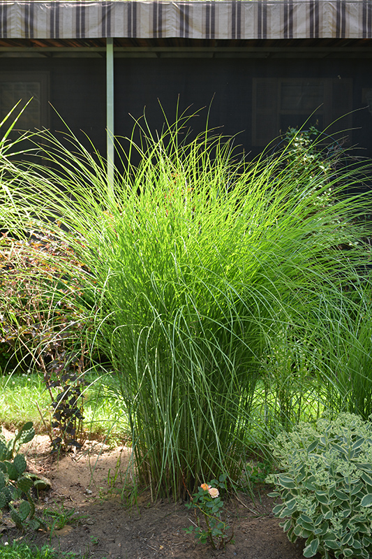 Gracillimus Maiden Grass (Miscanthus sinensis 'Gracillimus') at Landon's Greenhouse