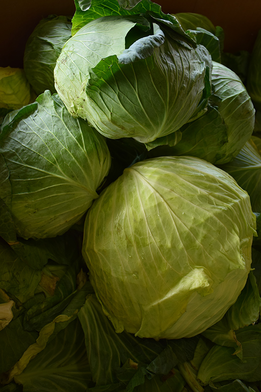 Late Flat Dutch Cabbage (Brassica oleracea var. capitata 'Late Flat Dutch') at Landon's Greenhouse